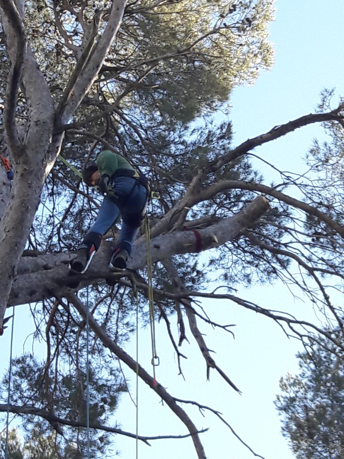 Waeldo élagueur grimpeur dans un grand pin – chantier PACA