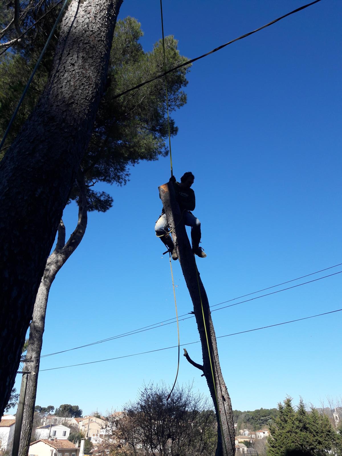 Waeldo élagueur grimpant dans un arbre ciel bleu PACA