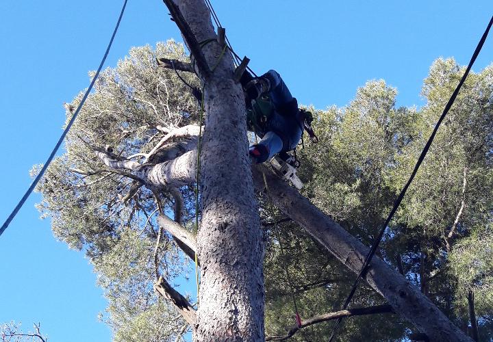 Élagueur Waeldo en harnais sur grand arbre Rhône PACA