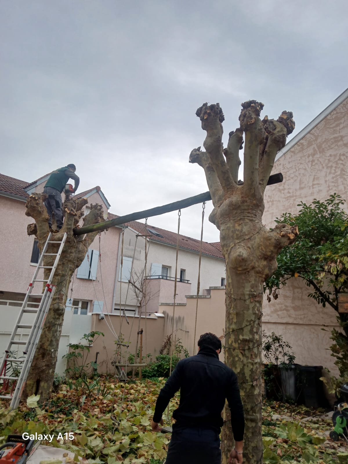 Élagage de platanes en espace urbain – équipe Waeldo